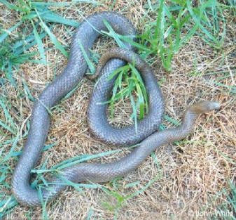 Eastern Massasauga Rattlesnake Identification and Look