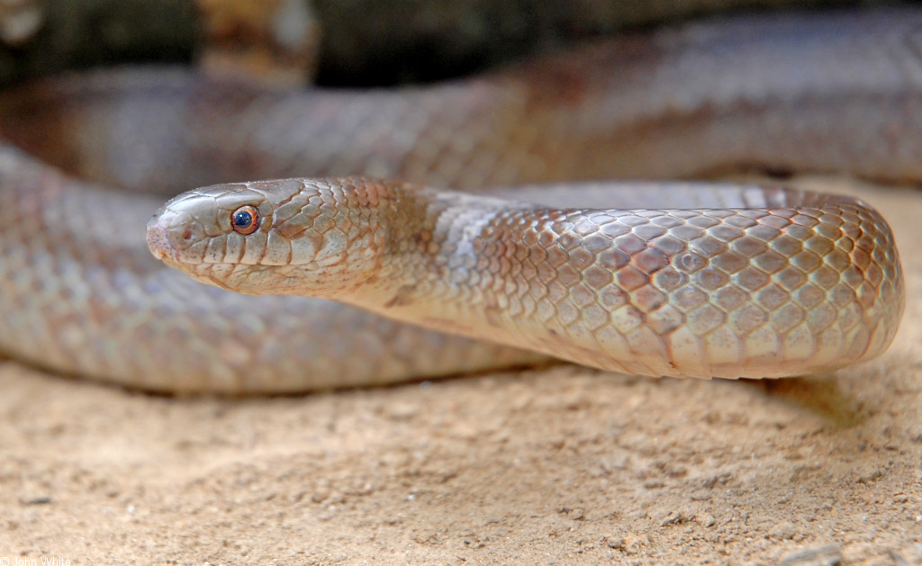 Змея 4 2023. 4 Змеи. Mole Snake. Juvenile Mole Snake. Snakeking177.