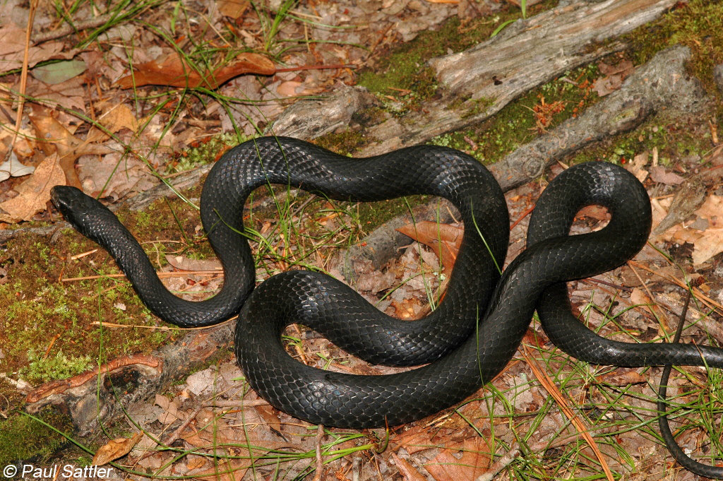 Northern Black Racer