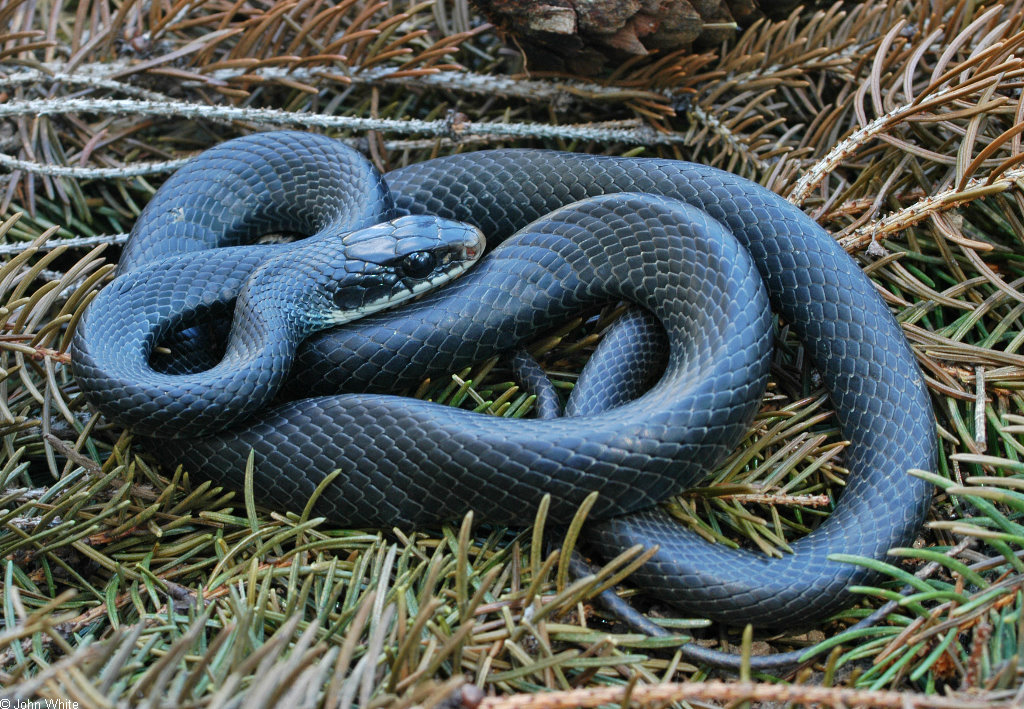 Northern Black Racer