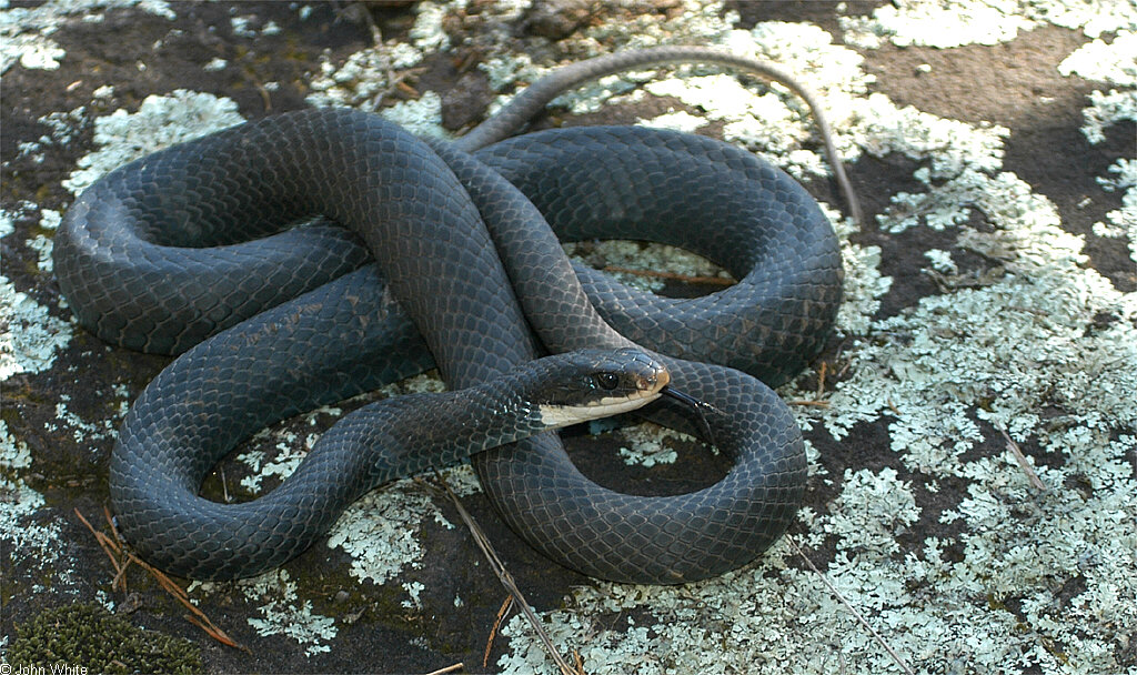 A black snake lies coiled on a rock with lichen.