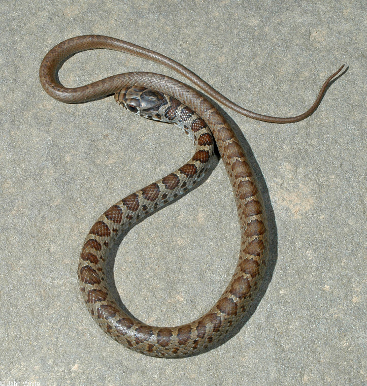 Northern Black Racer