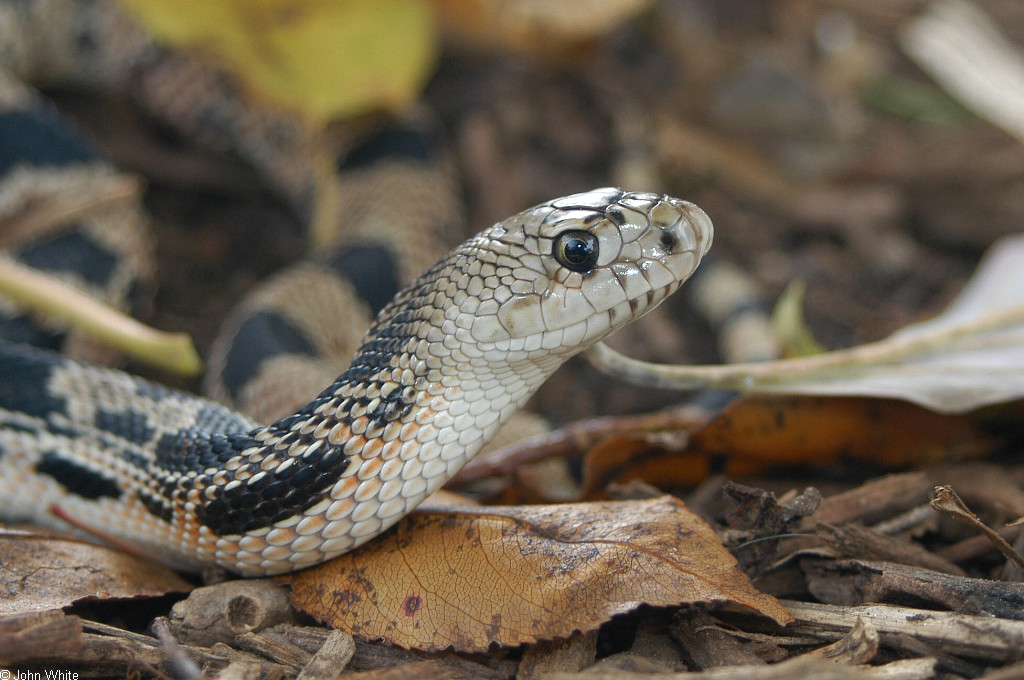 Northern pine snake  Smithsonian's National Zoo and Conservation Biology  Institute