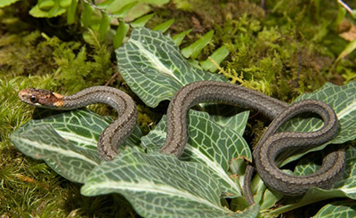 Red-bellied Snake photo