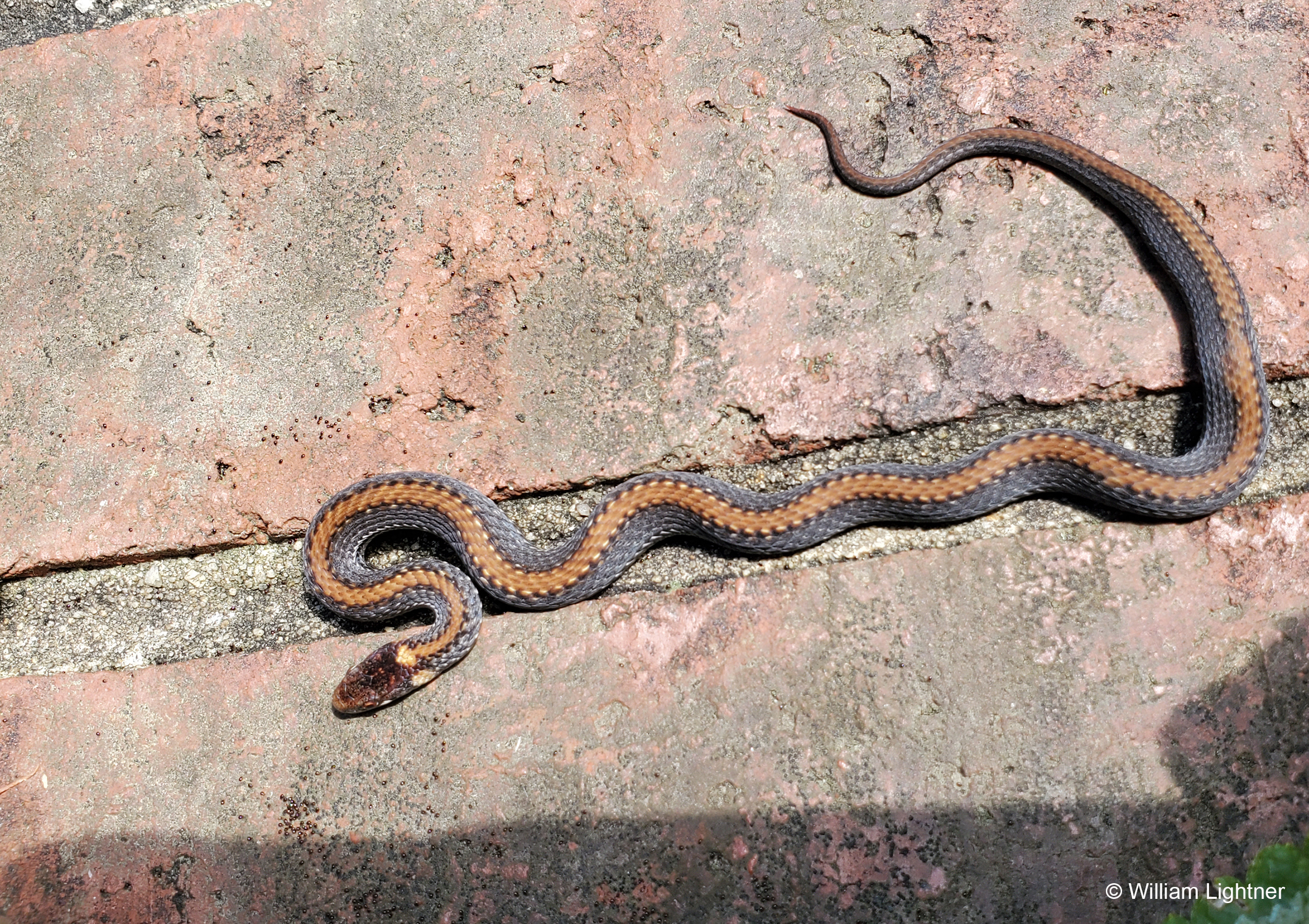 Red-bellied Snake