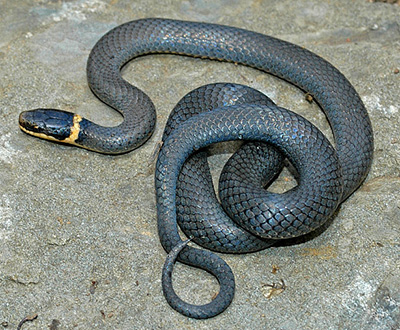 black snake with yellow stripes