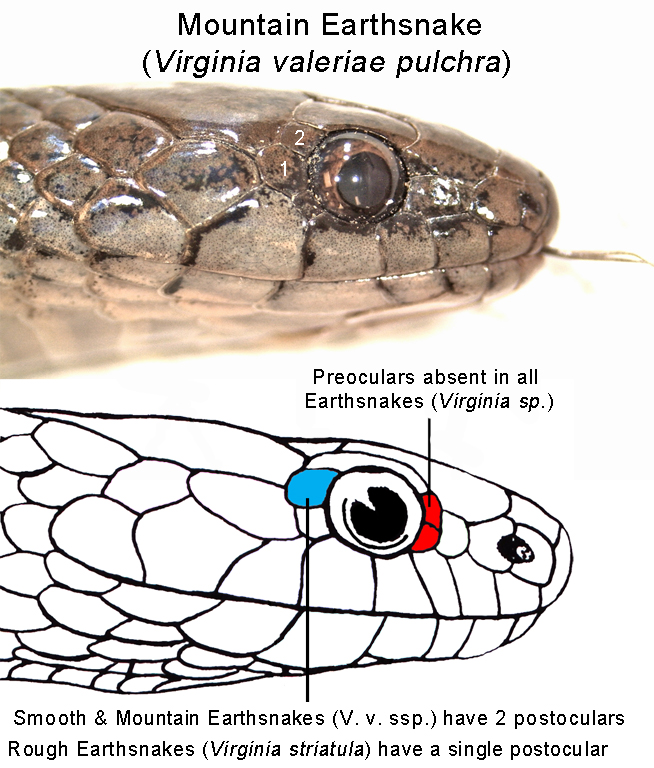 Smooth Earthsnake – Florida Snake ID Guide