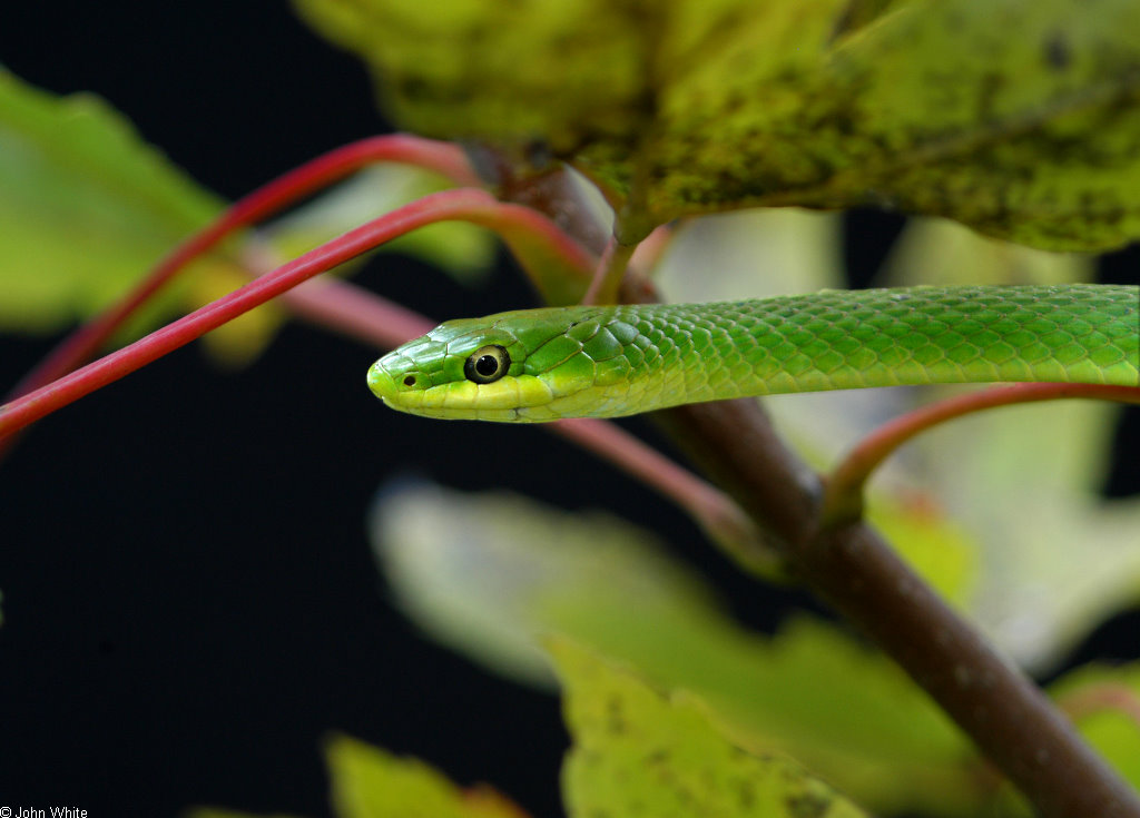 Rough Green Snake - Snake Facts