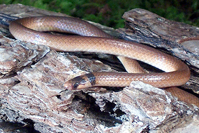 Southeastern Crowned Snake photo