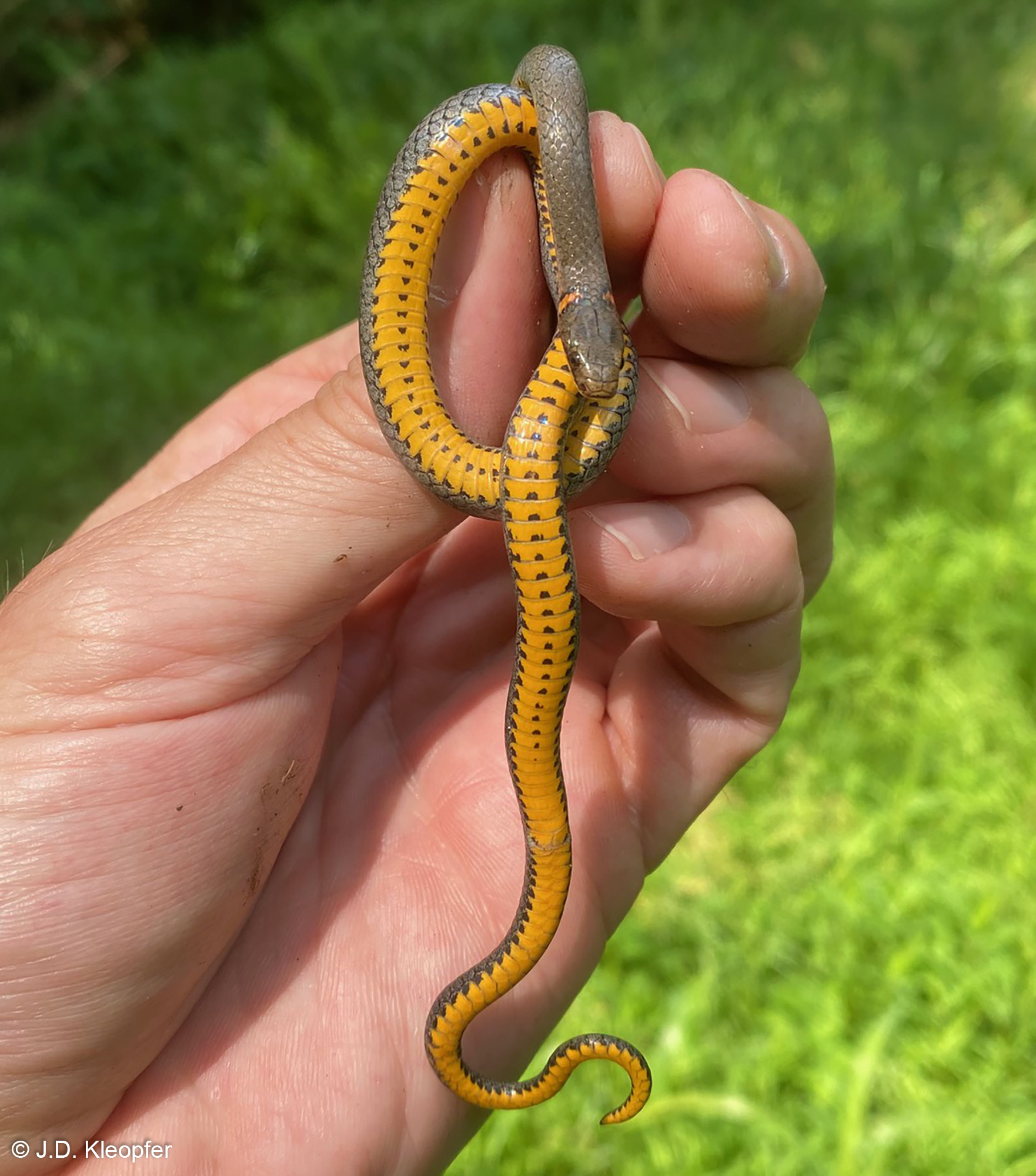 Ring-necked snake - Wikipedia