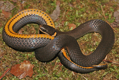 Southern Ring-necked Snake photo