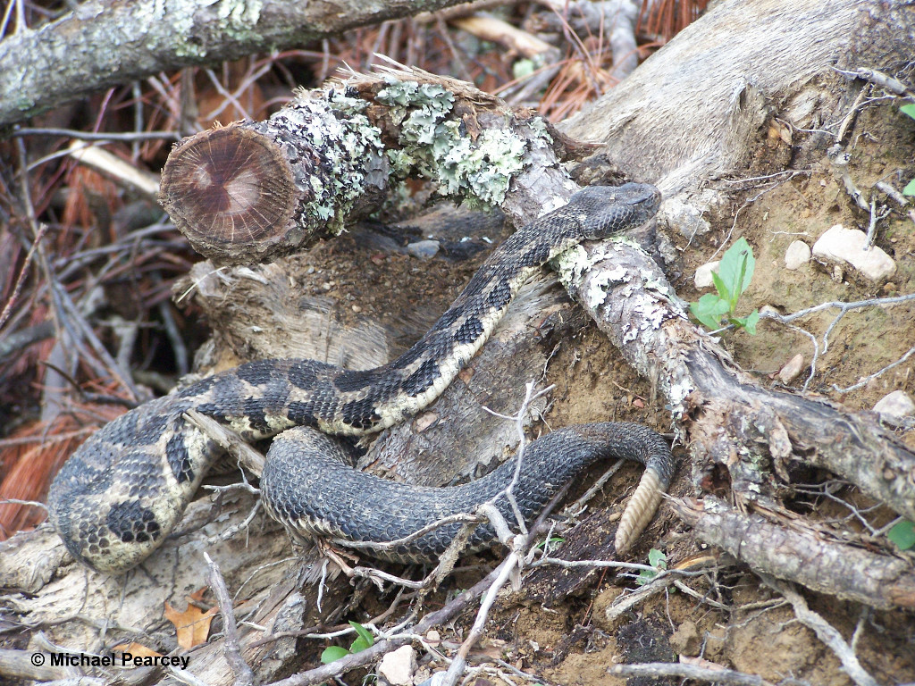 Timber Rattlesnake1024 x 768