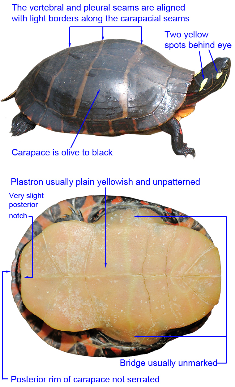 Painted Turtle Size Age Chart