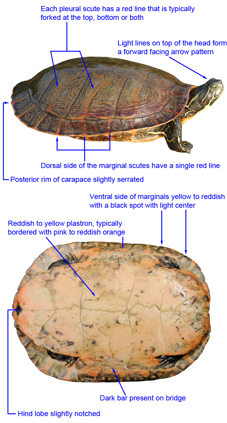 Northern Red Bellied Cooter