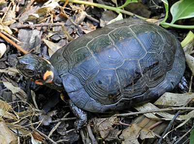 Bog Turtle photo