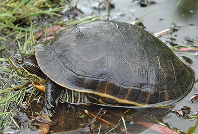 Eastern Chicken Turtle photo