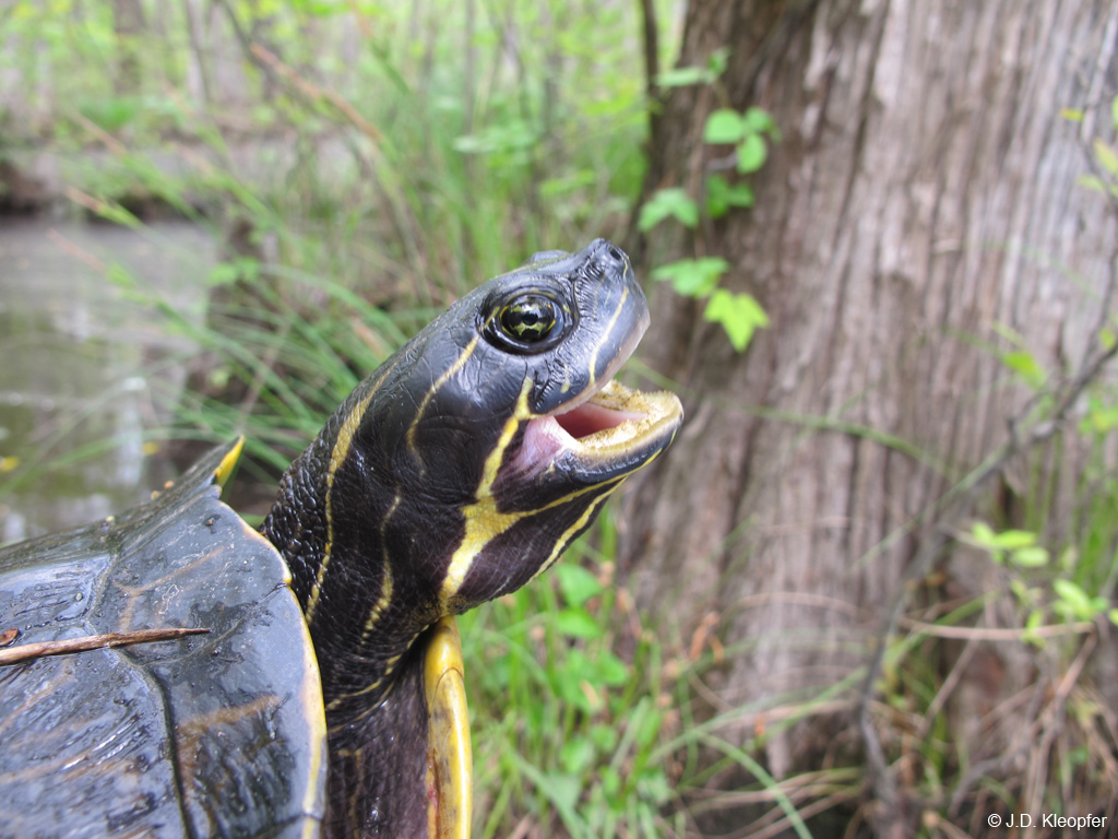 Coastal Plain Cooter, River Cooter Photos Free Royalty Free Stock Photos From Dreamstime, Pseudemys concinna floridana (leconte, 1830) common name: