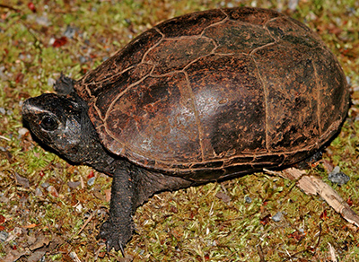 Southeastern Mud Turtle photo