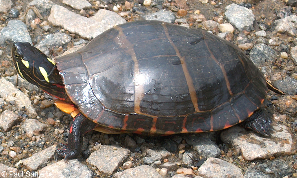 Painted Turtle Size Age Chart