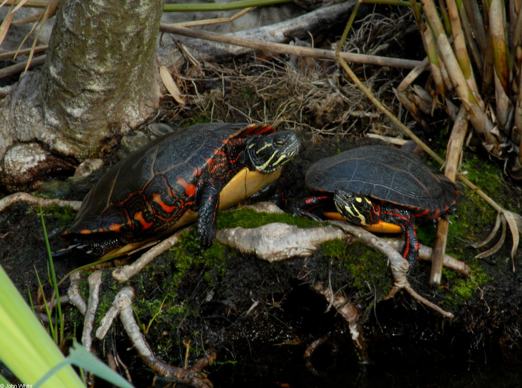 Painted Turtle Size Age Chart