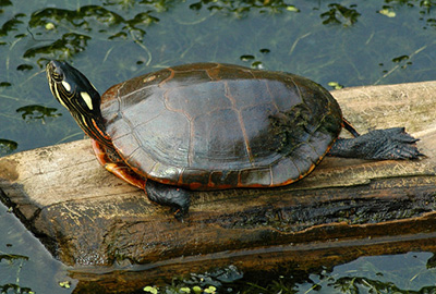 Eastern Painted Turtle photo