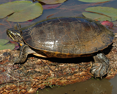 Eastern River Cooter photo