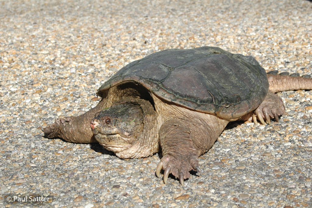 Snapping Turtle Age Chart