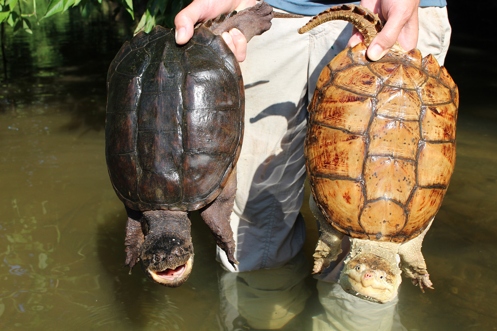 Snapping Turtle