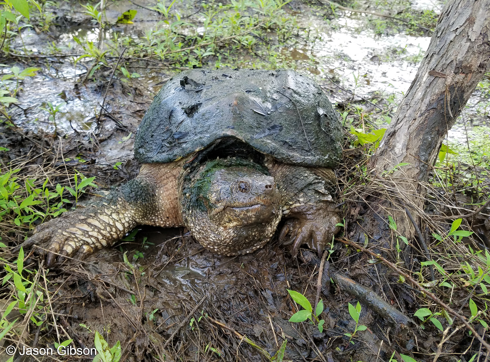 Snapping Turtle Weight Chart