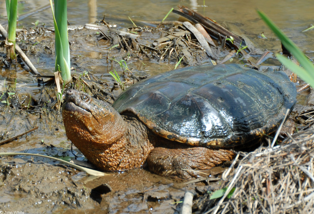 Snapping Turtle Weight Chart