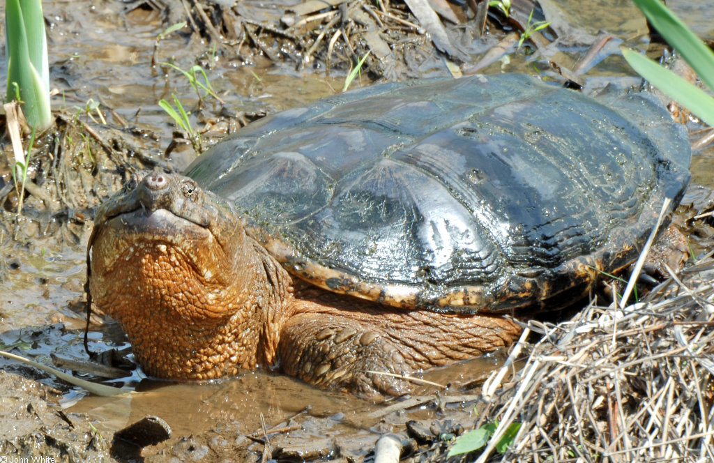 Snapping Turtle