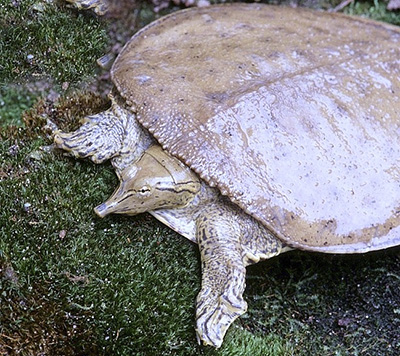 Eastern Spiny Softshell photo