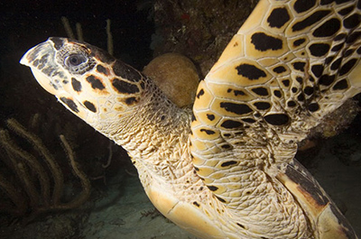 Atlantic Hawksbill Sea Turtle photo