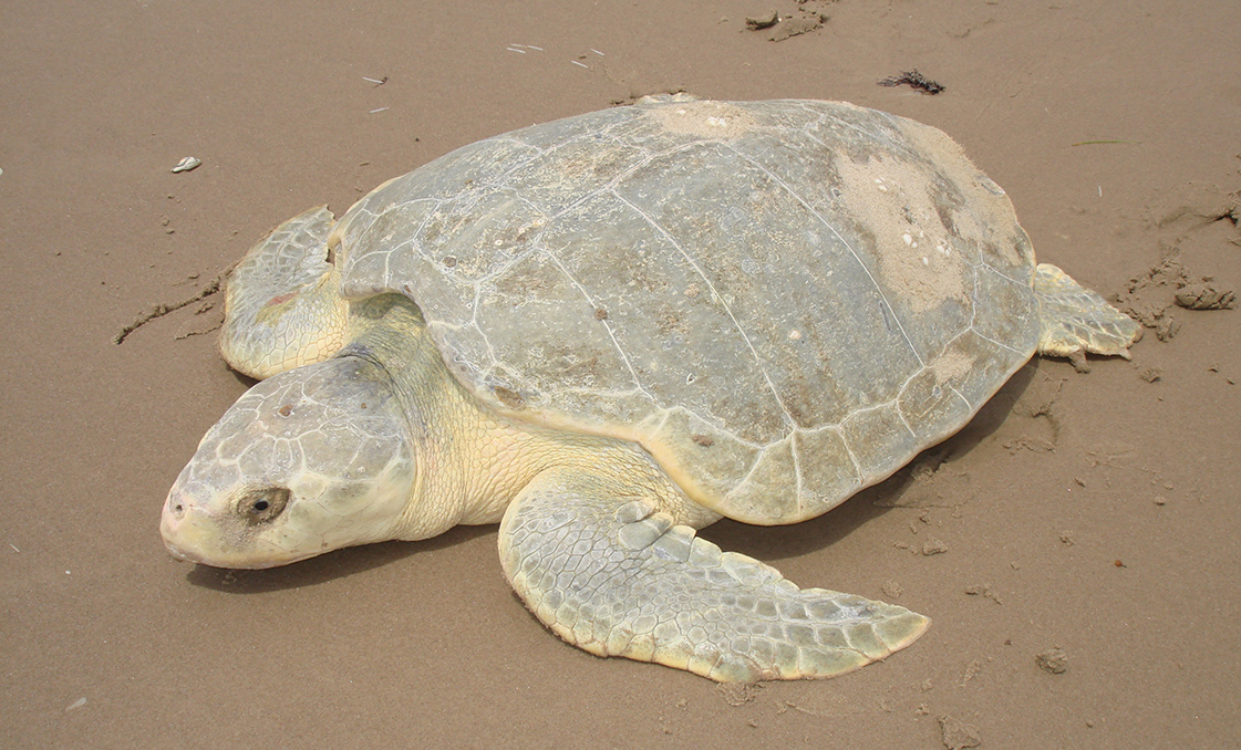 Kemp's Ridley Sea Turtle photo