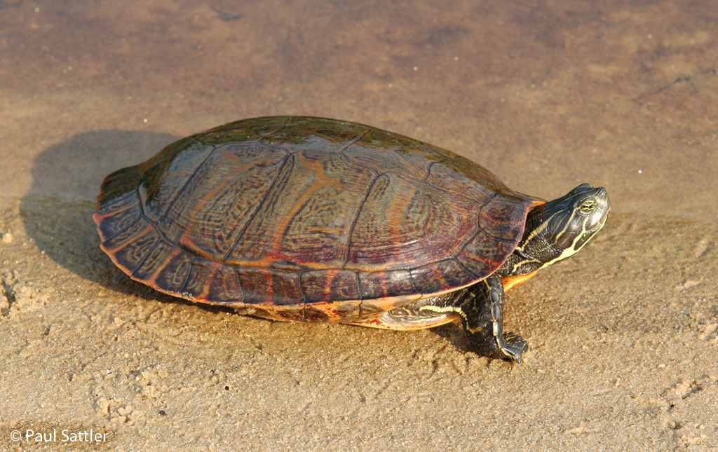 Northern Red Bellied Cooter