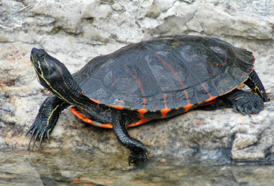 Northern Red-bellied Cooter photo