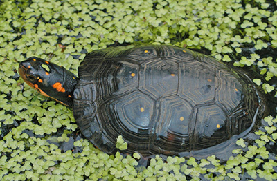 Spotted Turtle photo