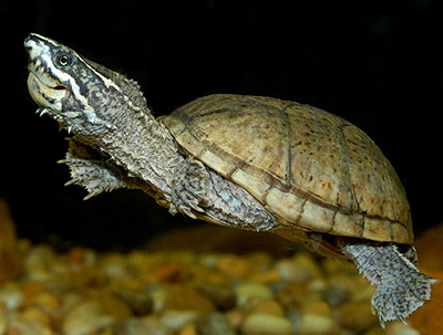 Eastern Musk Turtle photo