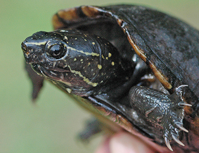 Striped Mud Turtle photo