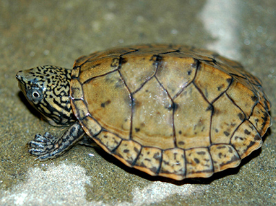 Stripe-necked Musk Turtle photo