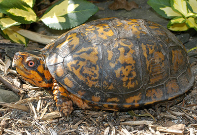 Woodland Box Turtle photo