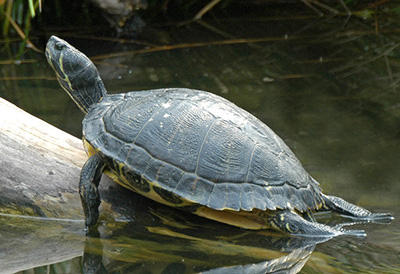 Yellow-bellied Slider photo