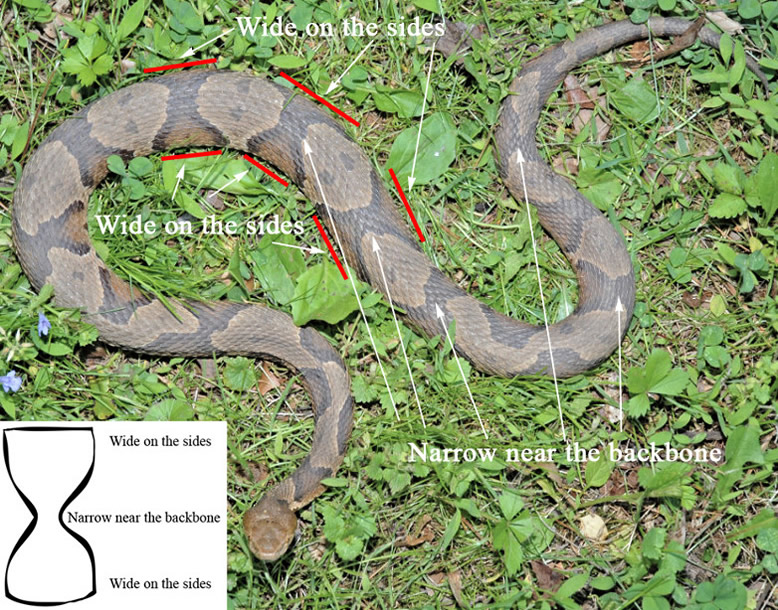 Venomous Snakes In Nc Chart