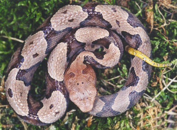 Eastern Copperhead photo