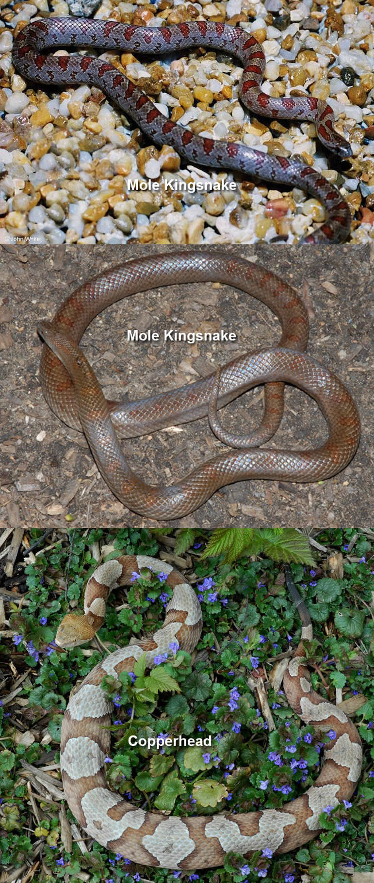 Copperheads And Similar Looking Harmless Species