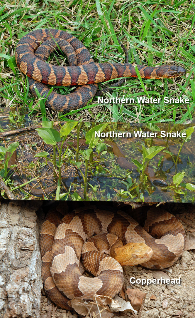 Venomous Snakes In Nc Chart