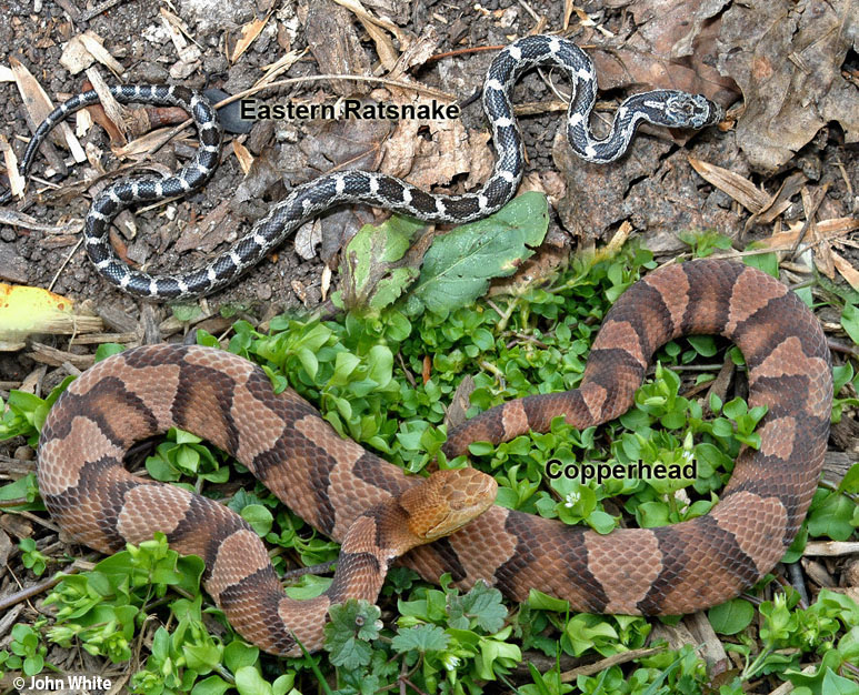 Eastern Ratsnake verses Eastern Copperhead photo