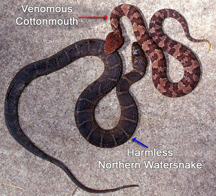 Florida Venomous Snakes Chart